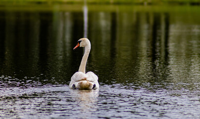 Swan on the lake