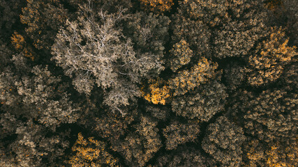 autumn landscape. aerial view of colorful forest. drone shot.  Toned vintage picture
