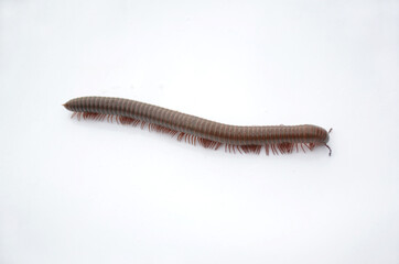 the small brown millipede isolated on white.