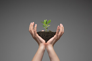 Human hands holding a fresh green plant, symbol of growing business, environmental conservation and bank savings. Planet in your hands. Ecology problems made of humanity, green living, new beginnings.