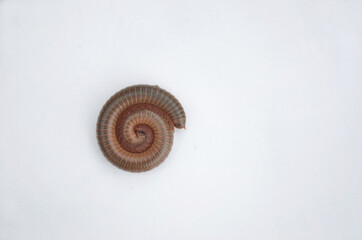 the brown color millipede isolated on white background.
