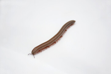 the brown color millipede isolated on white background.