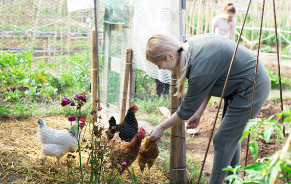Focused woman feeding domestic chickens in small henhouse on family homestead