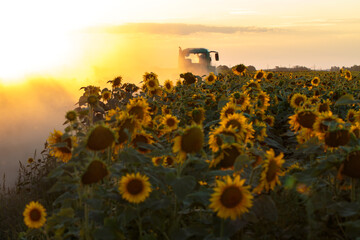 The tractor works in the evening in the field among sunflowers © Alex