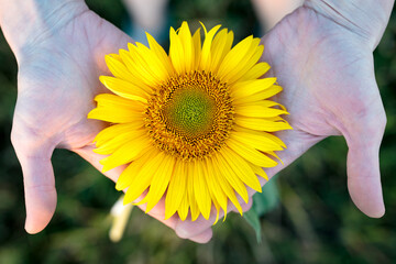 Fototapeta premium Yellow sunflower flower lies in women's palms against a background of green grass