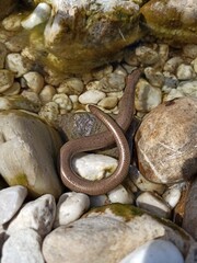 Anguis fragilis Blindschleiche am Wasser