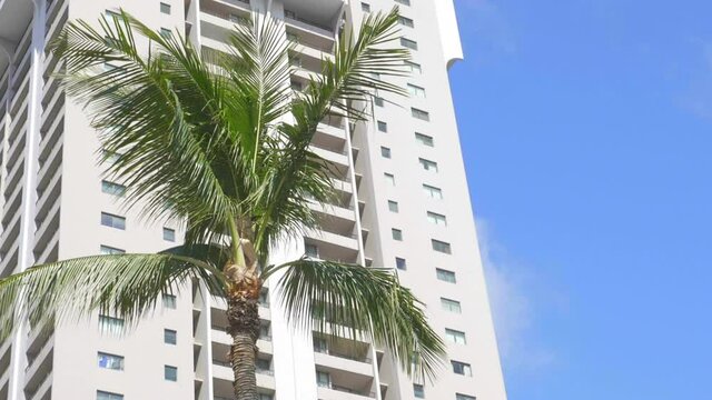 Palm trees background in slow motion 180fps
