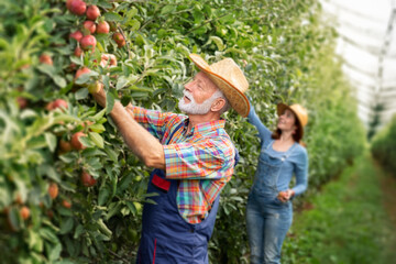 Caucasian couple working in their orchard apples.