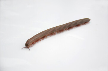 the brown millipeor isolated on white background.