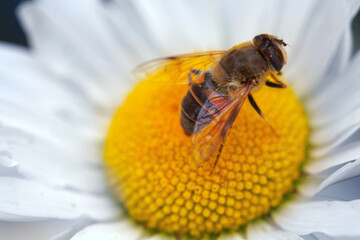 Closeup of a beautiful white marguerite and big bee .