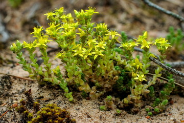 Blooming moss in the forest