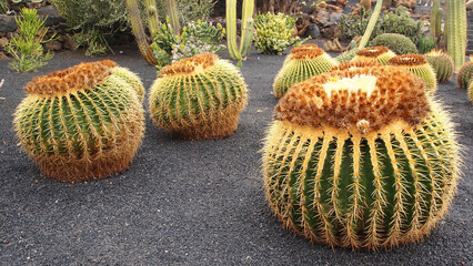 The Cactus Garden Lanzarote