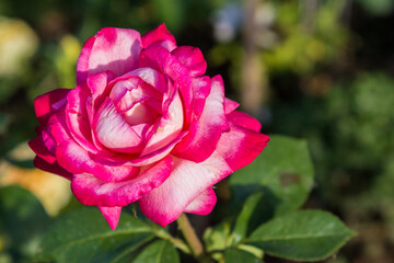 Varietal rose Bush in the garden. A bright white and pink rose with dark edges for a postcard or photo Wallpaper in the garden on a background of green leaves with a blurred background close-up.