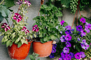 Fototapeta na wymiar Growing flowers in pots and hanging pots in the open air. Colored flowering petunias and geraniums in hanging pots (planters) in the garden against a wall of gray slate and bunches of grapes.