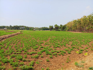 peanut fields in Indonesia