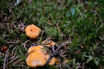 Wild yellow delicacy chanterelle mushrooms in the forest. Yellow Chanterelles, Cantharellus cibarius