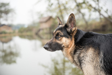  Dog, German Shepherd