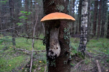Beautiful leccinum aurantiacum mushrooms in the forest on a tree trunk