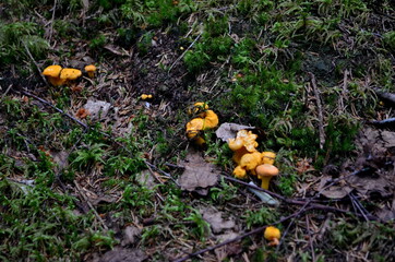 Wild yellow delicacy chanterelle mushrooms in the forest. Yellow Chanterelles, Cantharellus cibarius