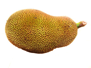 Jackfruit in isolated white background