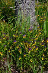 Purple and yellow summer flowers Melampyrum nemorosum in the forest. Flowering Wood Cow-wheat