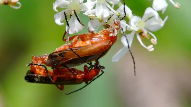 Pair of Soldier Beetle in copulation. Their Latin name is Cantharis livida.