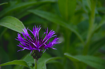 個性的な紫色の花