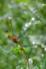 特徴的なハーブの花。サラダバーネット
