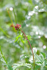 特徴的なハーブの花。サラダバーネット