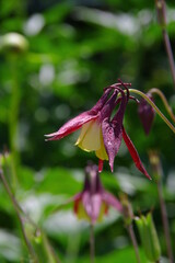 オダマキ野花のクローズアップ