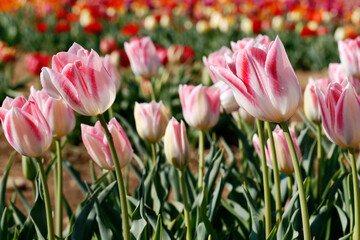 Fresh colored tulip field in a sunny Spring morning.