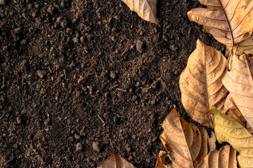 Dry leaves on loose soil.