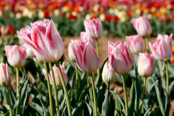 Fresh colored tulip field in a sunny Spring morning.