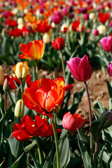Fresh colored tulip field in a sunny Spring morning.