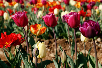 Obraz premium Fresh colored tulip field in a sunny Spring morning.