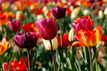 Fototapeta premium Fresh colored tulip field in a sunny Spring morning.