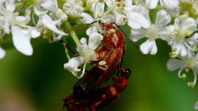 Pair of Soldier Beetle in copulation. Their Latin name is Cantharis livida.