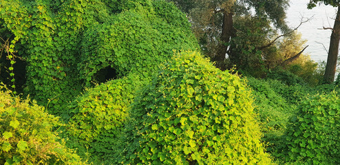The pueraria plant covered the forest with its leaves. Panorama.
