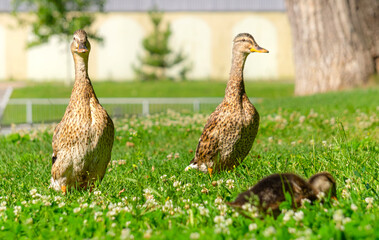 Duck family for a walk in the summer city park