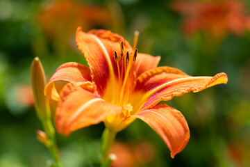 Feuerlilie Lilium bulbiferum Blume Blüte Makro Nahaufnahme Details Staubblätter Stempel orange...