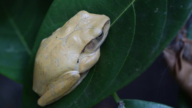 Common tree frog (  Polypedates leucomystax )  in garden.