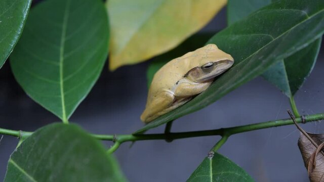 Common tree frog (  Polypedates leucomystax )  in garden.