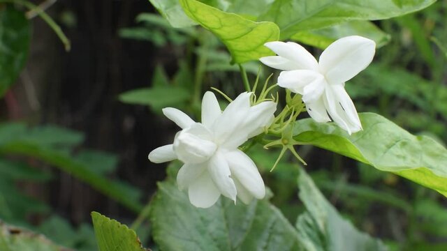 Arabian jasmine  flower ( Jasminum sambac ) in garden.