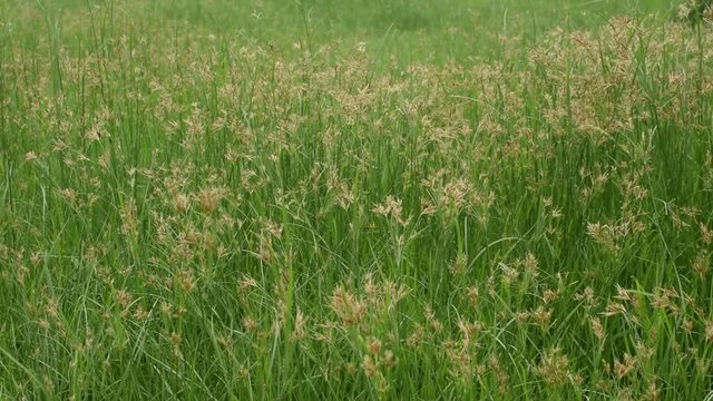 Cyperus rotundus in the field background.