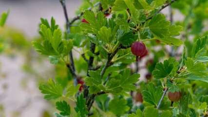 Home gardening red goose berries, branch, green leaves. Shallow depth of field,  close up photography, soft focus of berries. Blurred background.