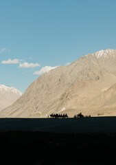 Camel ride silhouettes against  snow capped mountains in Nubra Valley, Ladakh, India.