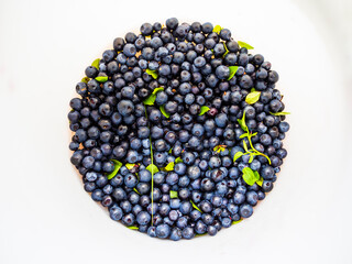 Delicious fresh European blueberries or bilberries,  Vaccinium myrtillus. Delicious summer treat!