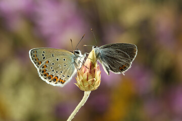 Two butterflies on a bud, Reverdin's blue and Short-tailed blue