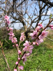 梅の花