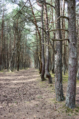 Pathway is in pine forest with lot of pine cones lying on earth at sunny day, woods are on the Kurshskaya Kosa or the Curonian Spit, the Kaliningrad Oblast, Russia